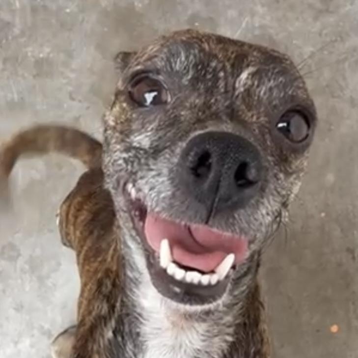 Camila, a Adoptable mixed breed in San Diego, CA image 2/5