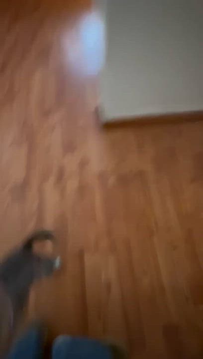 Enlarge Camila, a Adoptable mixed breed in San Diego, CA video 3/5