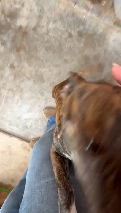 Enlarge Camila, a Adoptable mixed breed in San Diego, CA video 4/5