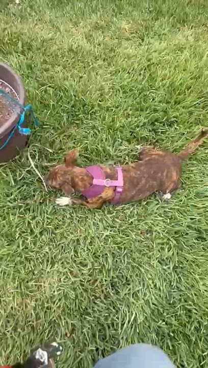Enlarge Camila, a Adoptable mixed breed in San Diego, CA video 5/5