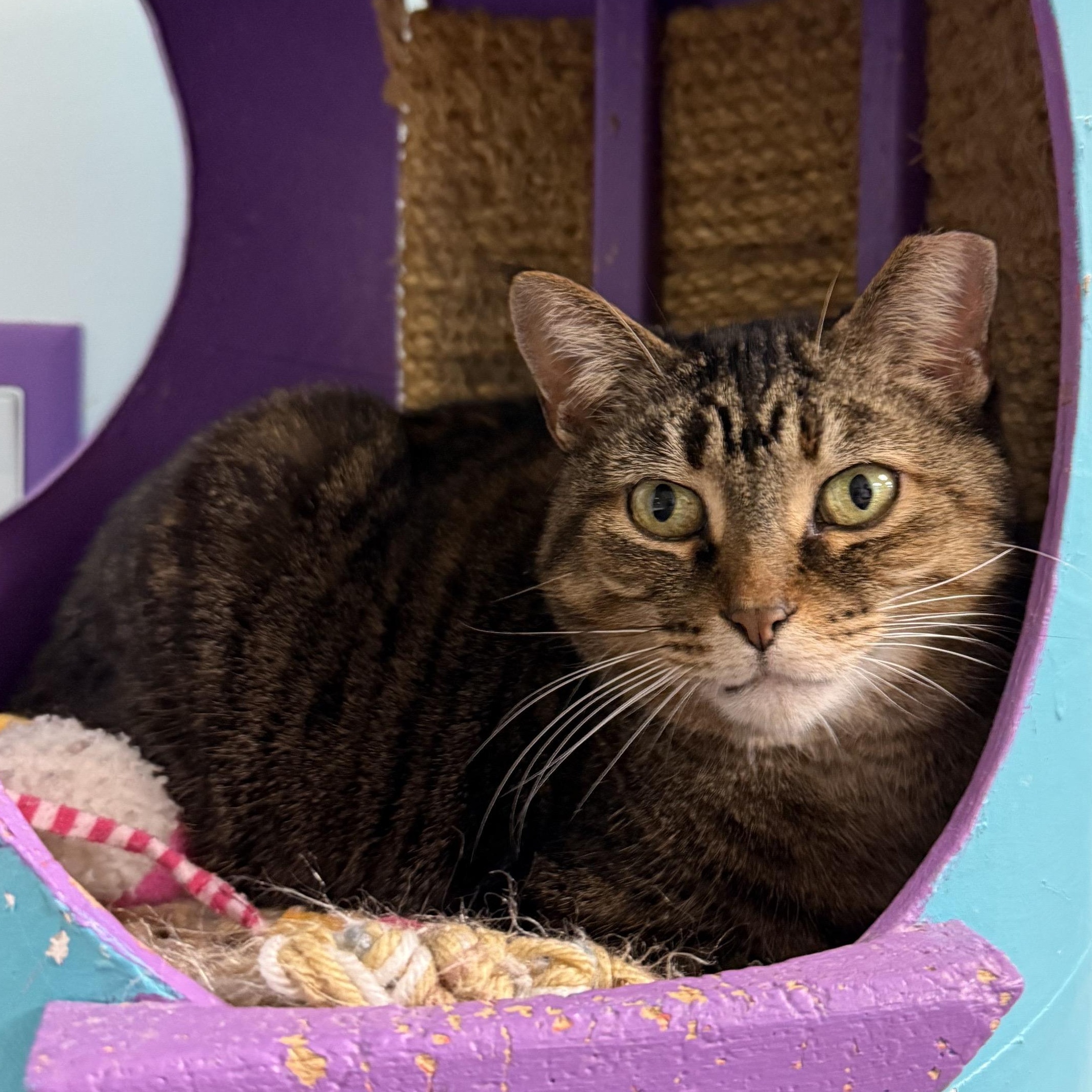 Katrina - ADOPTION PENDING!