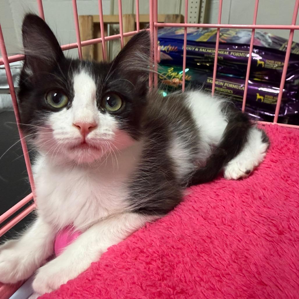 Powder, Adoptable, Kitten Female Domestic Long Hair & Domestic Medium Hair.