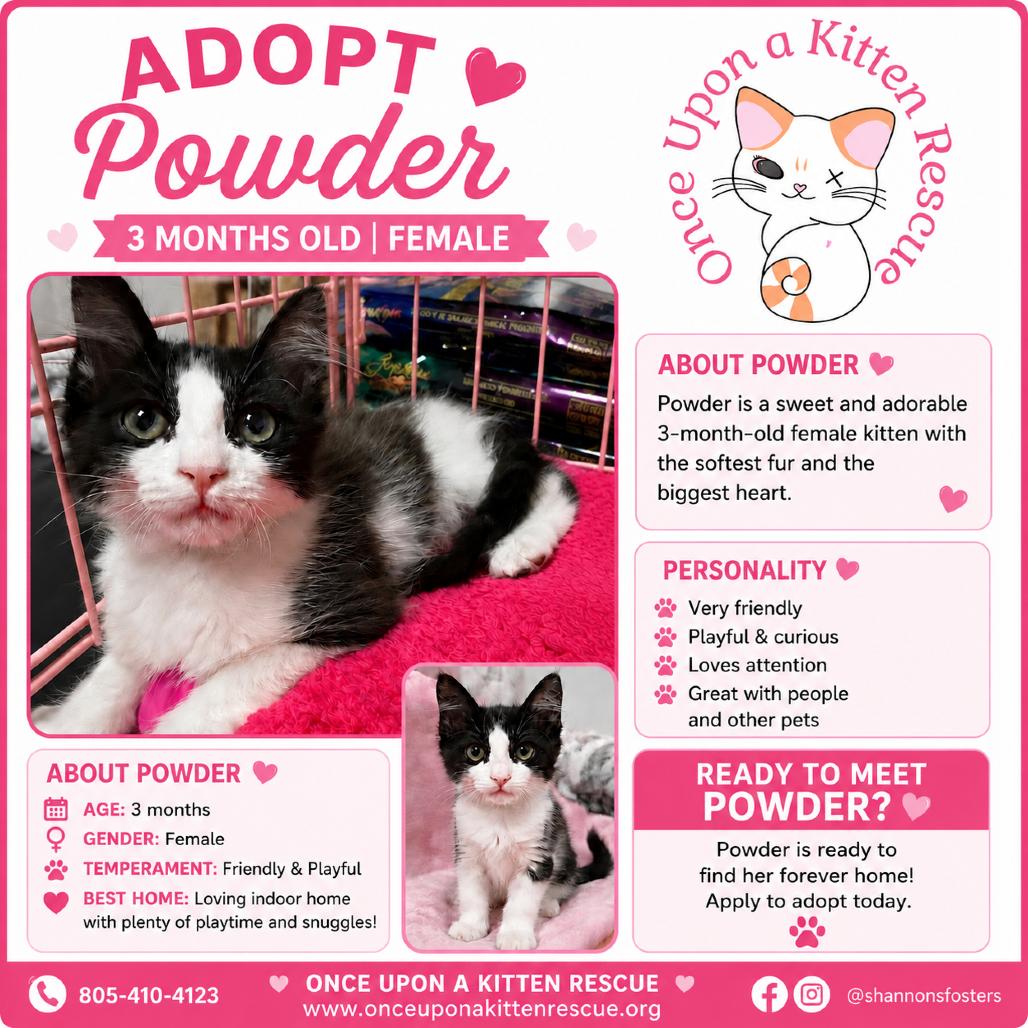 Enlarge Powder, a Adoptable mixed breed in Simi Valley, CA image 2/2
