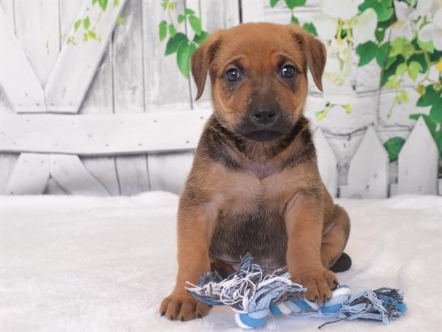 BEAU, Adoptable, Puppy Male German Shepherd Dog & Mixed Breed.