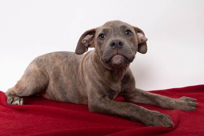 Gwen, Adoptable, Puppy Female American Staffordshire Terrier & Mixed Breed.