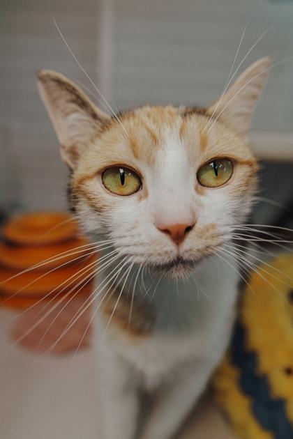 Enlarge Titi, a Adoptable mixed breed in Elmira, NY image 1/3