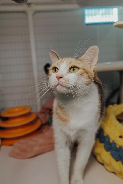 Enlarge Titi, a Adoptable mixed breed in Elmira, NY image 2/3