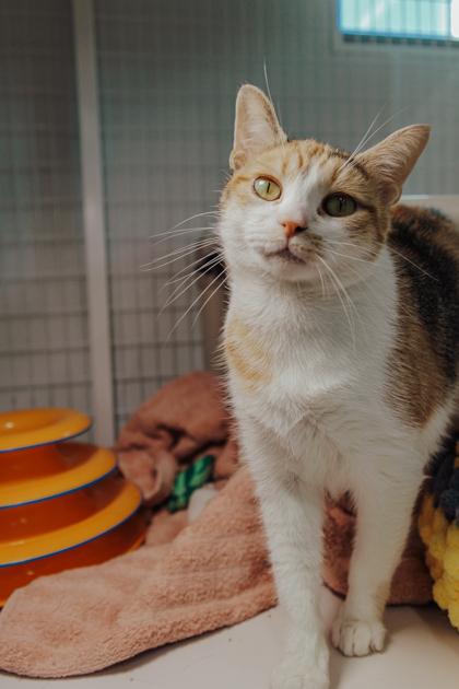 Enlarge Titi, a Adoptable mixed breed in Elmira, NY image 3/3