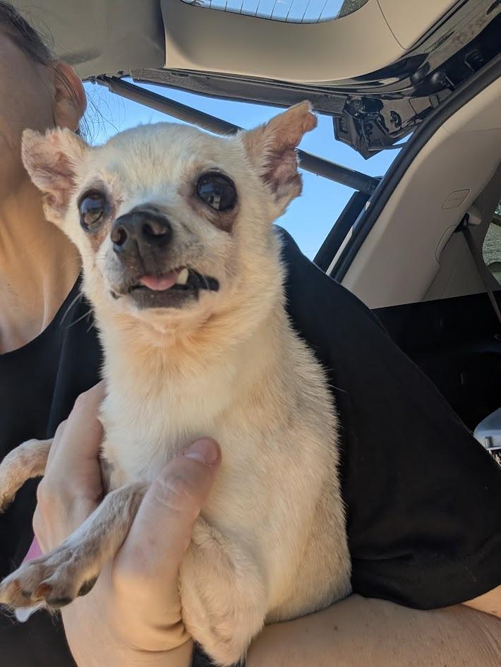 Peter Cottontail - hoarding case, Adoptable, Senior Male Chihuahua.