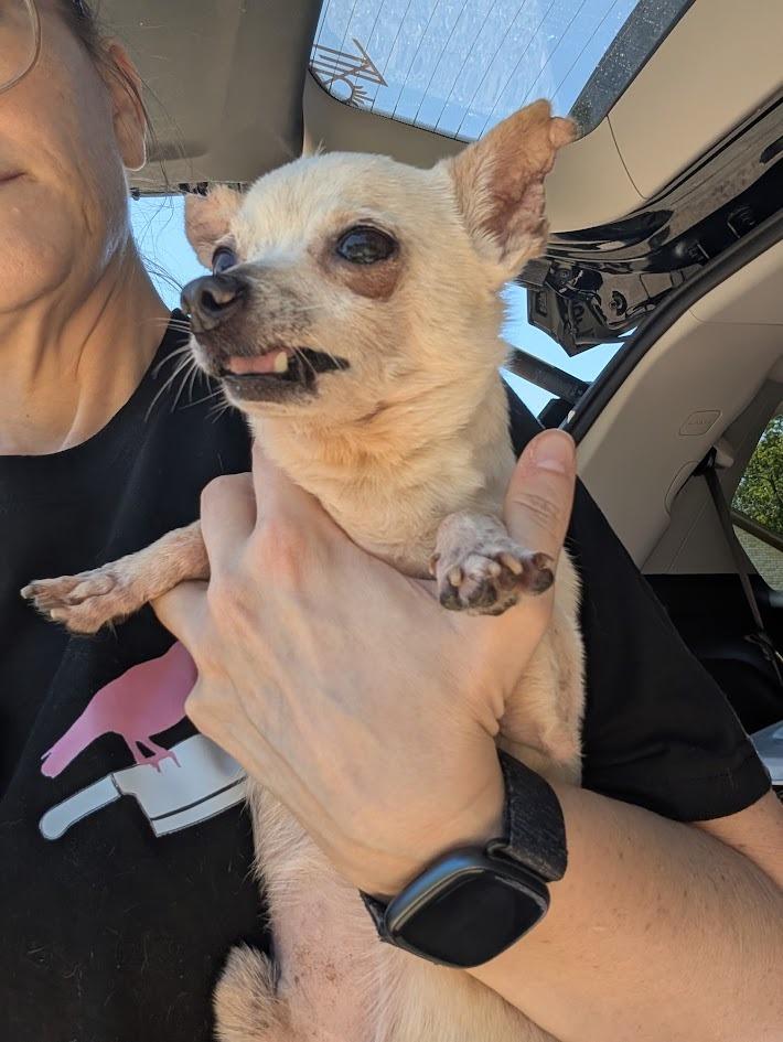 Peter Cottontail - hoarding case, a Adoptable Chihuahua in Bryan, TX image 2/6