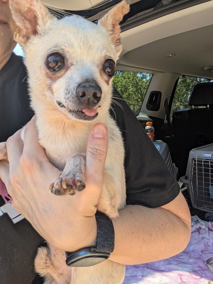 Peter Cottontail - hoarding case, a Adoptable Chihuahua in Bryan, TX image 3/6