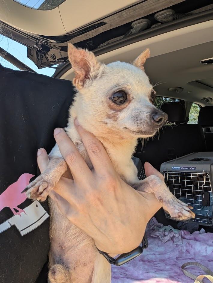 Peter Cottontail - hoarding case, a Adoptable Chihuahua in Bryan, TX image 4/6