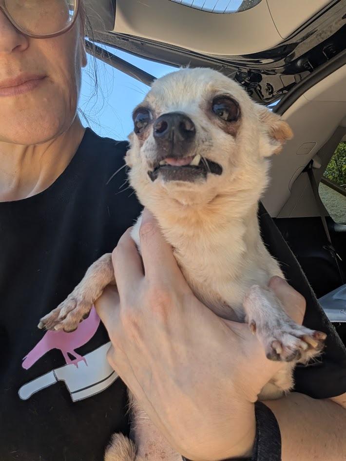 Peter Cottontail - hoarding case, a Adoptable Chihuahua in Bryan, TX image 5/6