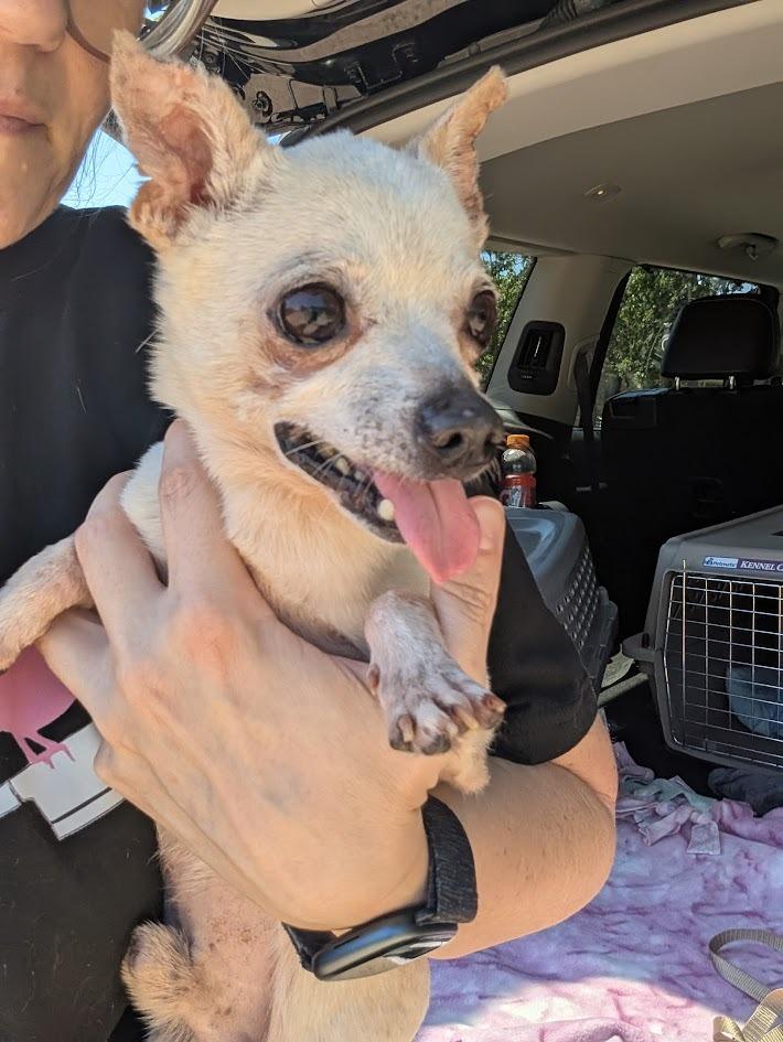 Peter Cottontail - hoarding case, a Adoptable Chihuahua in Bryan, TX image 6/6