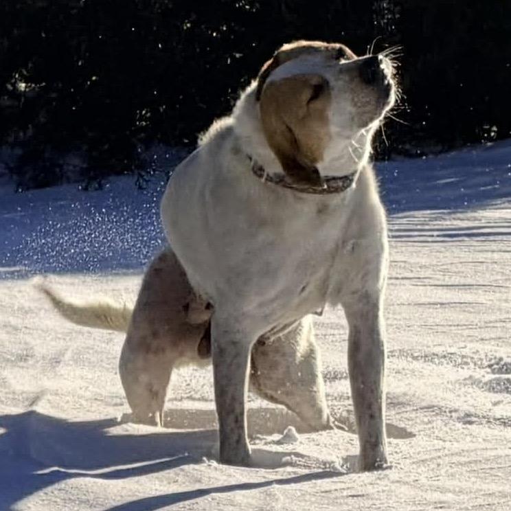 906 (2025) Mama Sugar, Adoptable, Adult Female Labrador Retriever & Hound.