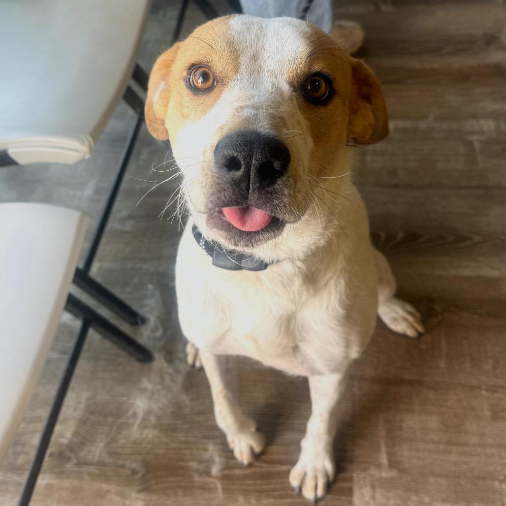 Enlarge 906 (2025) Mama Sugar, a Adoptable mixed breed in Parker, CO image 1/6