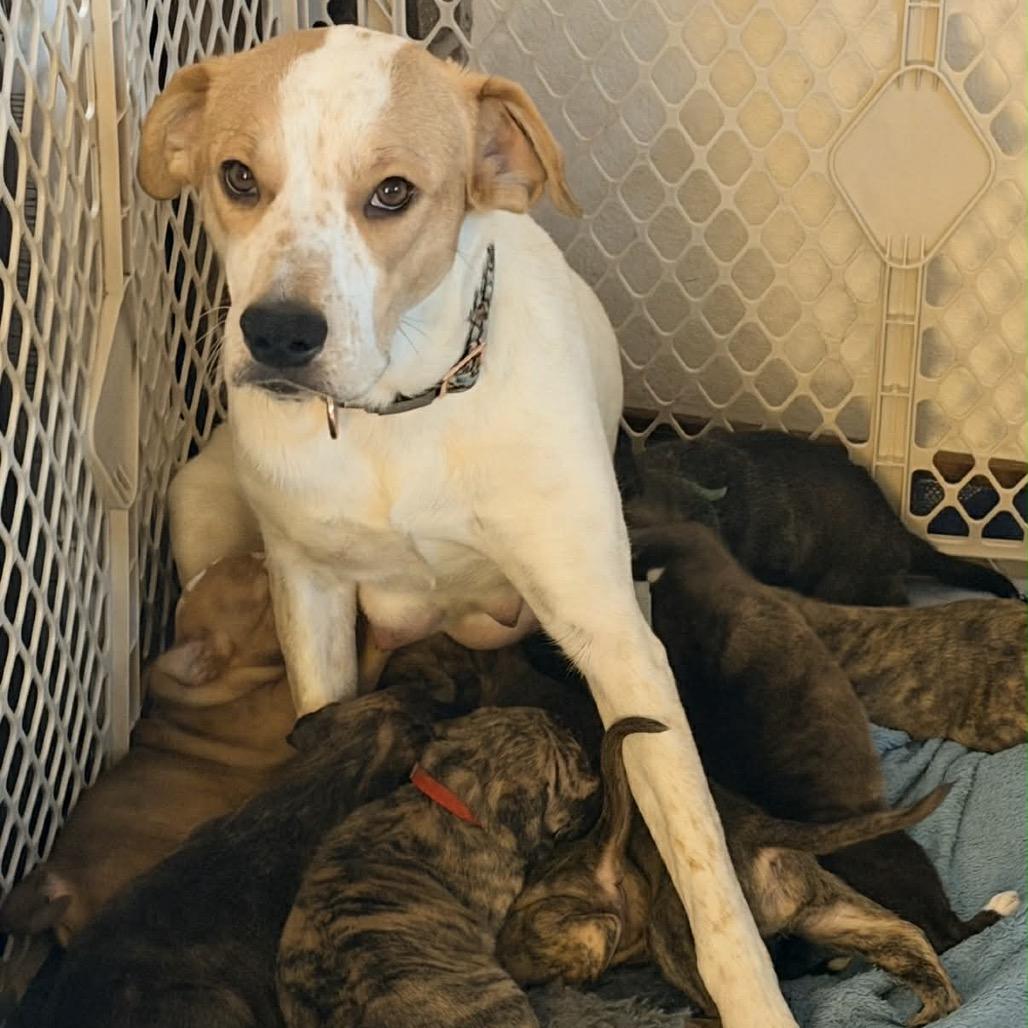 Enlarge 906 (2025) Mama Sugar, a Adoptable mixed breed in Parker, CO image 5/6