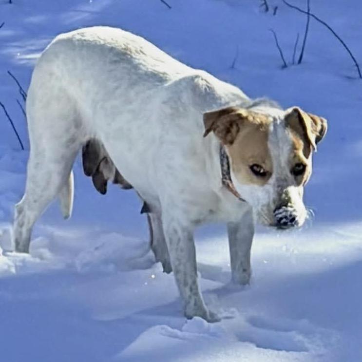 Enlarge 906 (2025) Mama Sugar, a Adoptable mixed breed in Parker, CO image 6/6