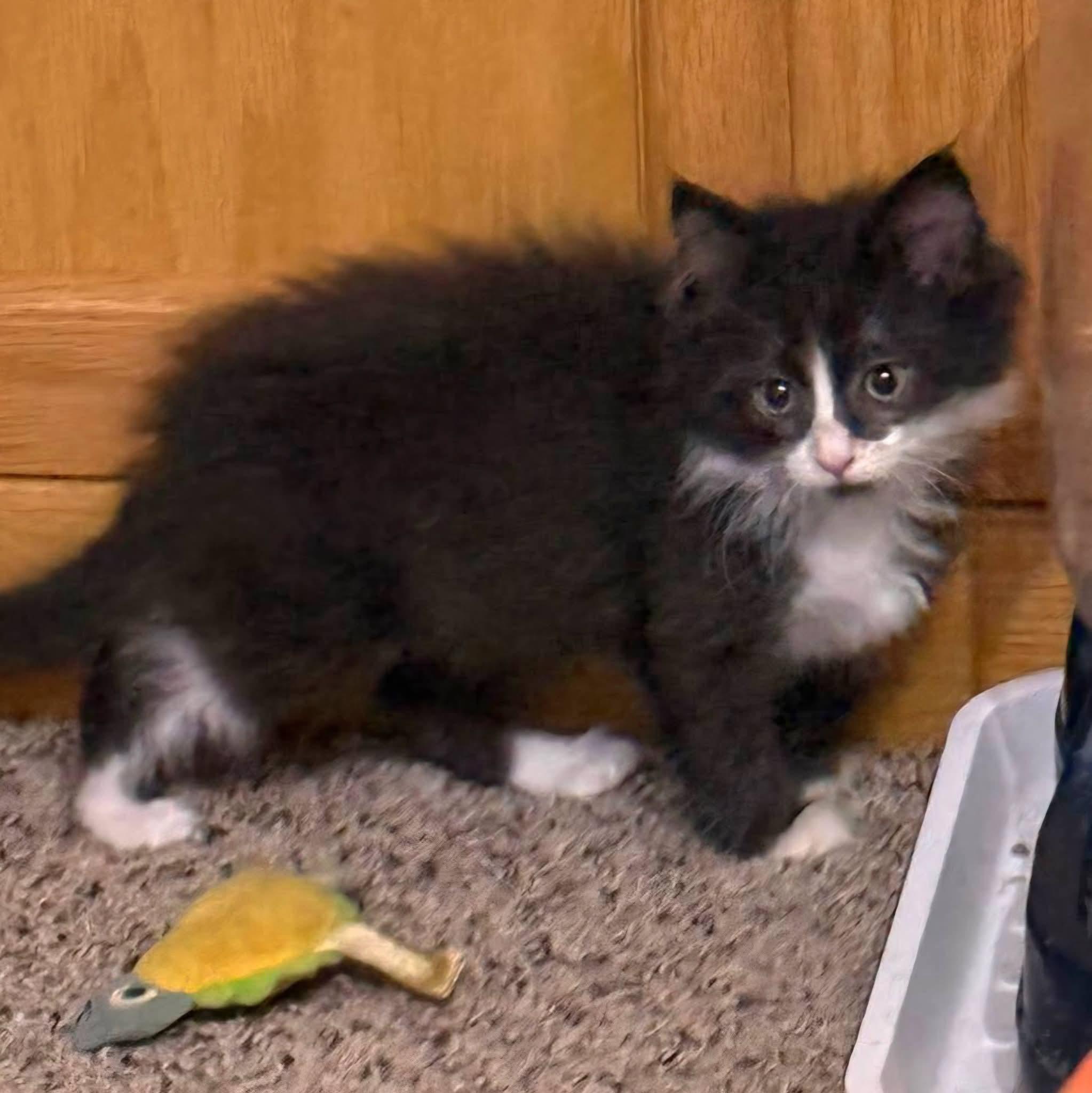 Enlarge Canon, an adopted mixed breed in Sioux City, IA image 5/6