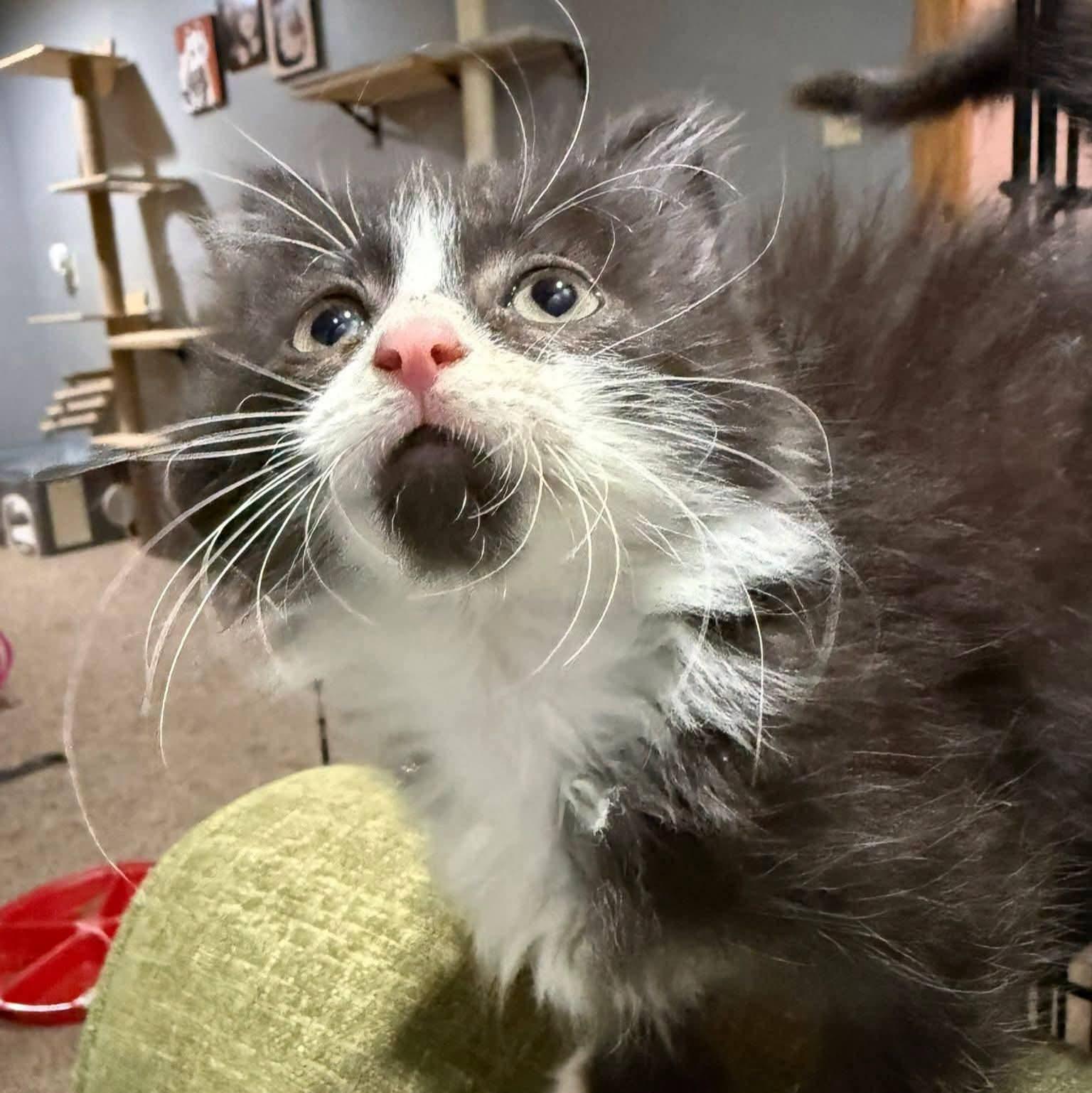 Enlarge Canon, an adopted mixed breed in Sioux City, IA image 1/6