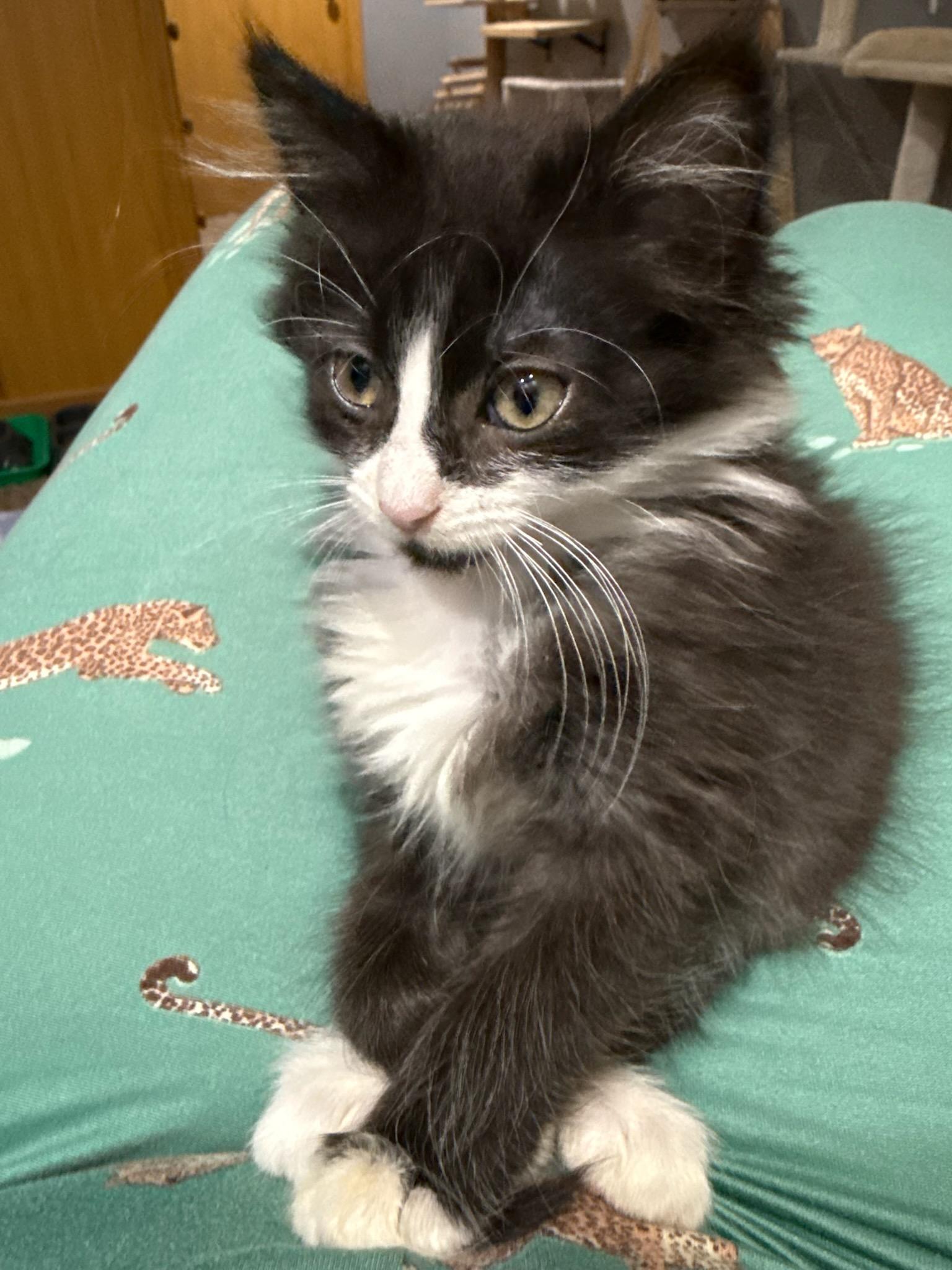 Enlarge Canon, an adopted mixed breed in Sioux City, IA image 3/6