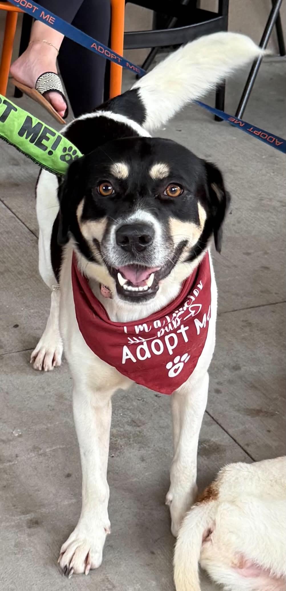 Orla, Adoptable, Adult Female Border Collie.