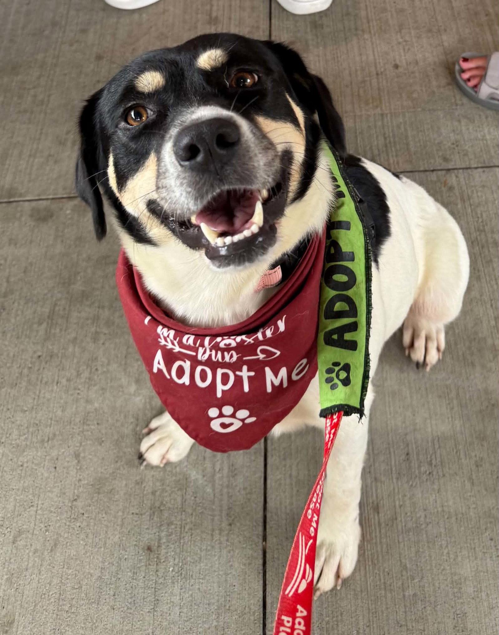 Enlarge Orla, a Adoptable Border Collie in Charlotte, NC image 2/3
