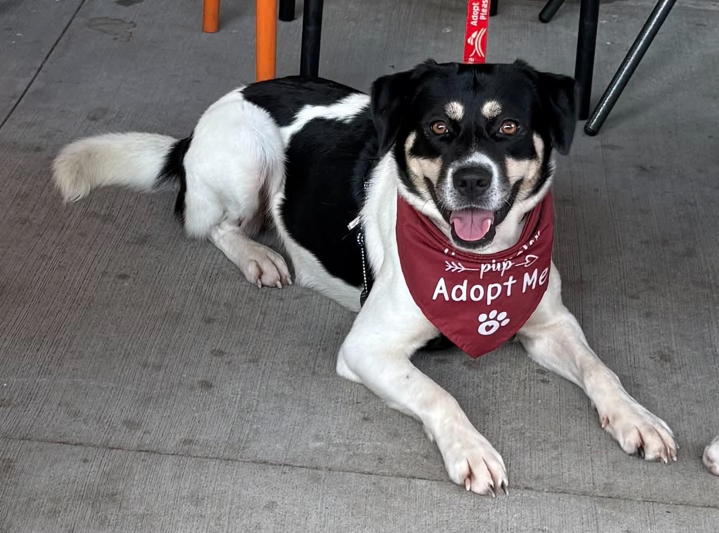 Enlarge Orla, a Adoptable Border Collie in Charlotte, NC image 3/3