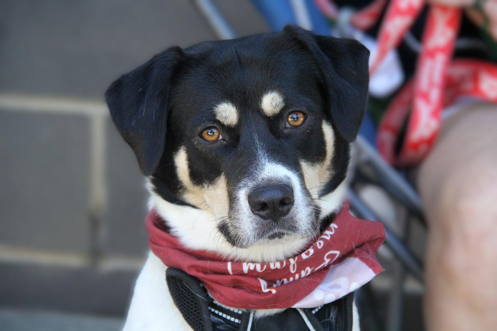 Enlarge Orla, a Adoptable Border Collie in Charlotte, NC image 2/3