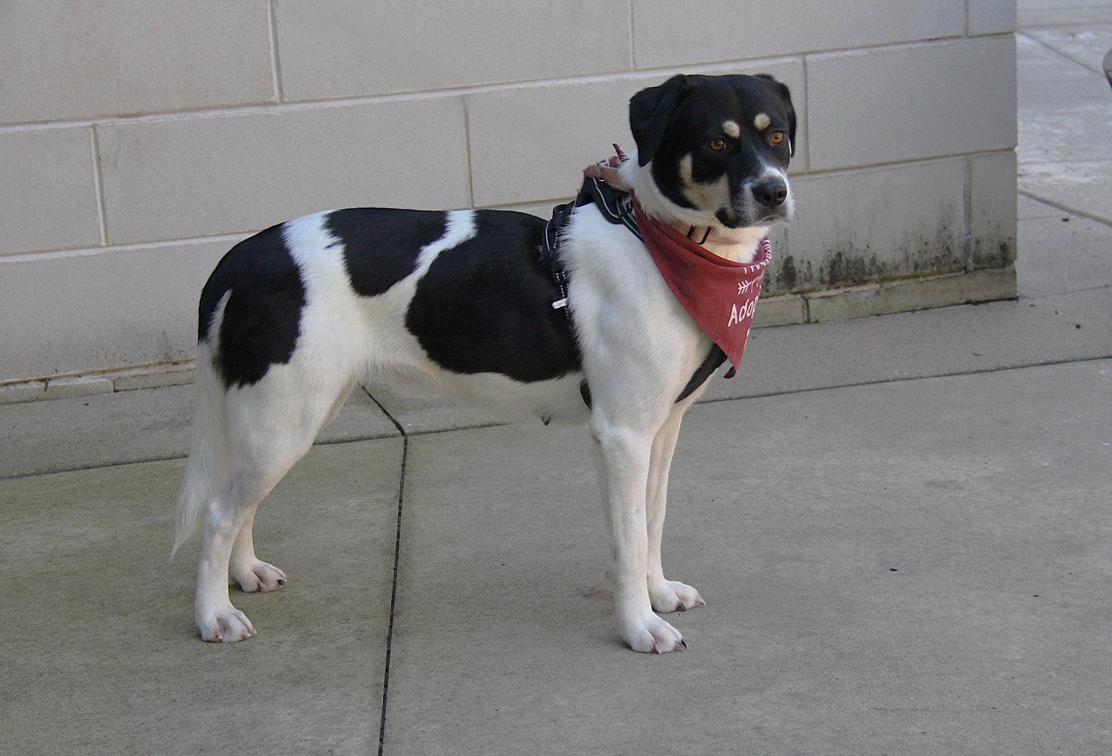 Enlarge Orla, a Adoptable Border Collie in Charlotte, NC image 3/3