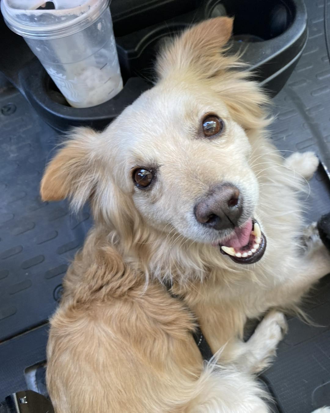 CHEVY, Adult Male unknown
