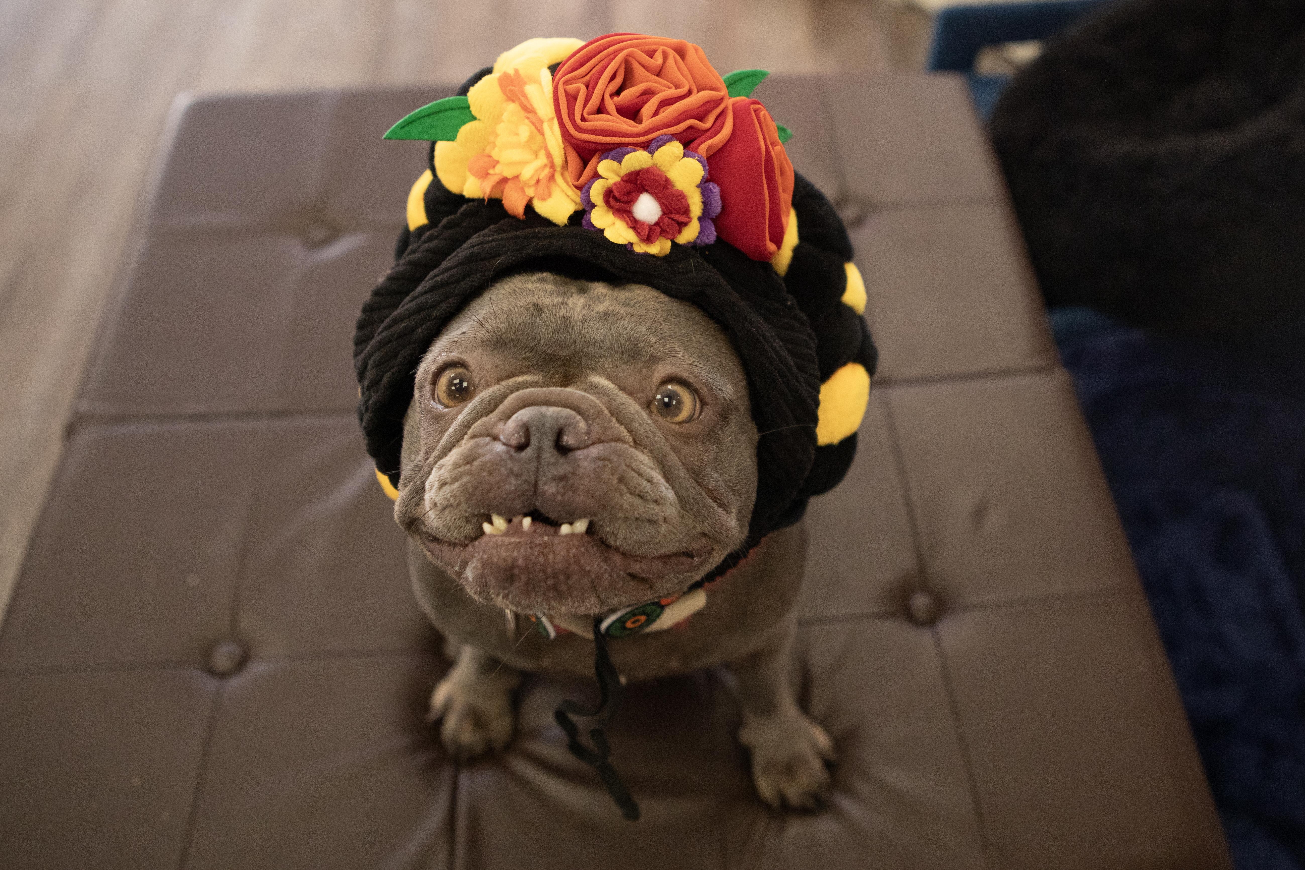 Enlarge Rosie, a Adopted French Bulldog in Mesa, AZ image 1/6