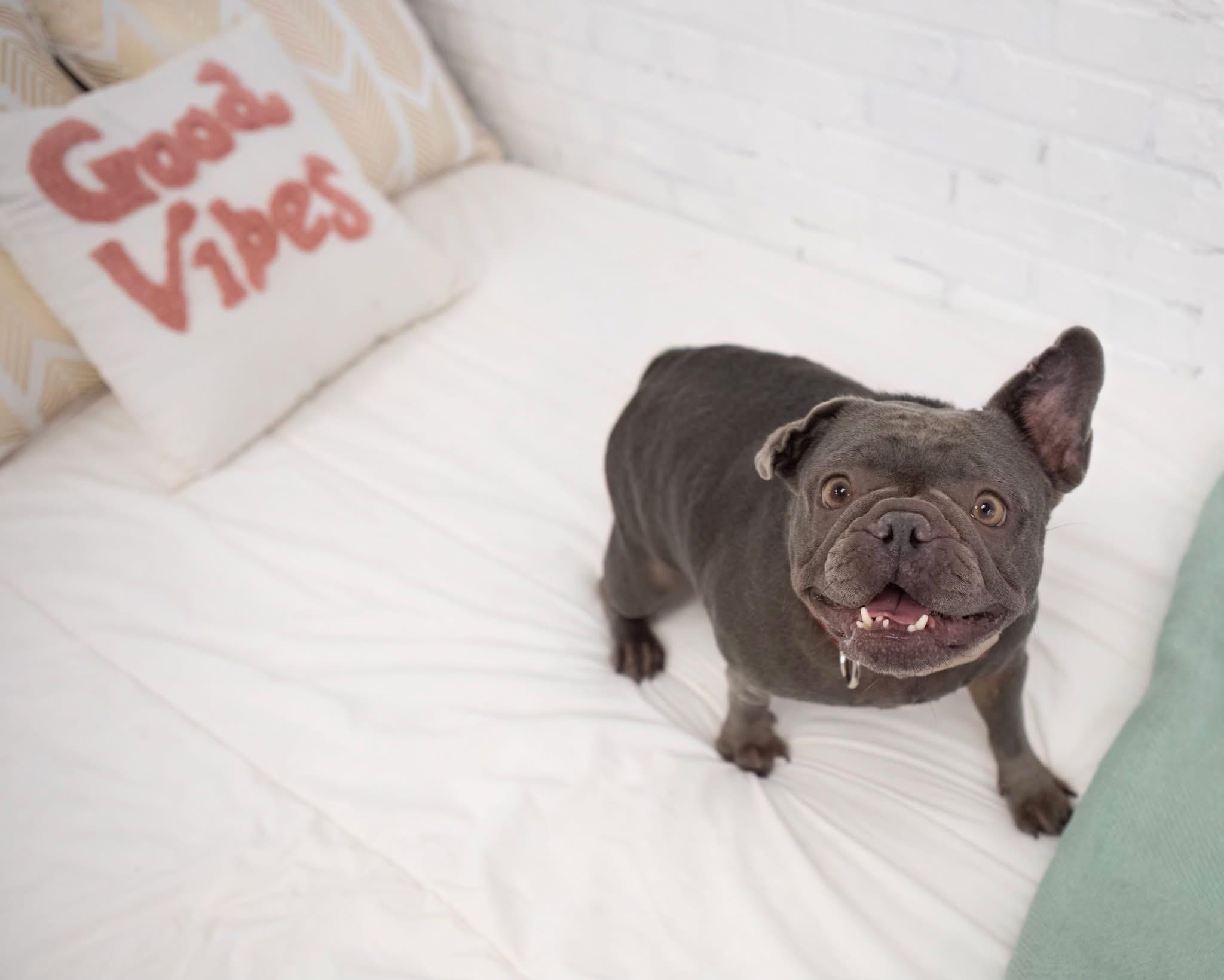 Enlarge Rosie, a Adopted French Bulldog in Mesa, AZ image 2/6