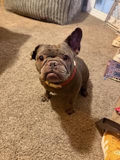 Enlarge Rosie, a Adopted French Bulldog in Mesa, AZ image 3/6