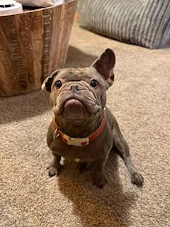 Enlarge Rosie, a Adopted French Bulldog in Mesa, AZ image 4/6