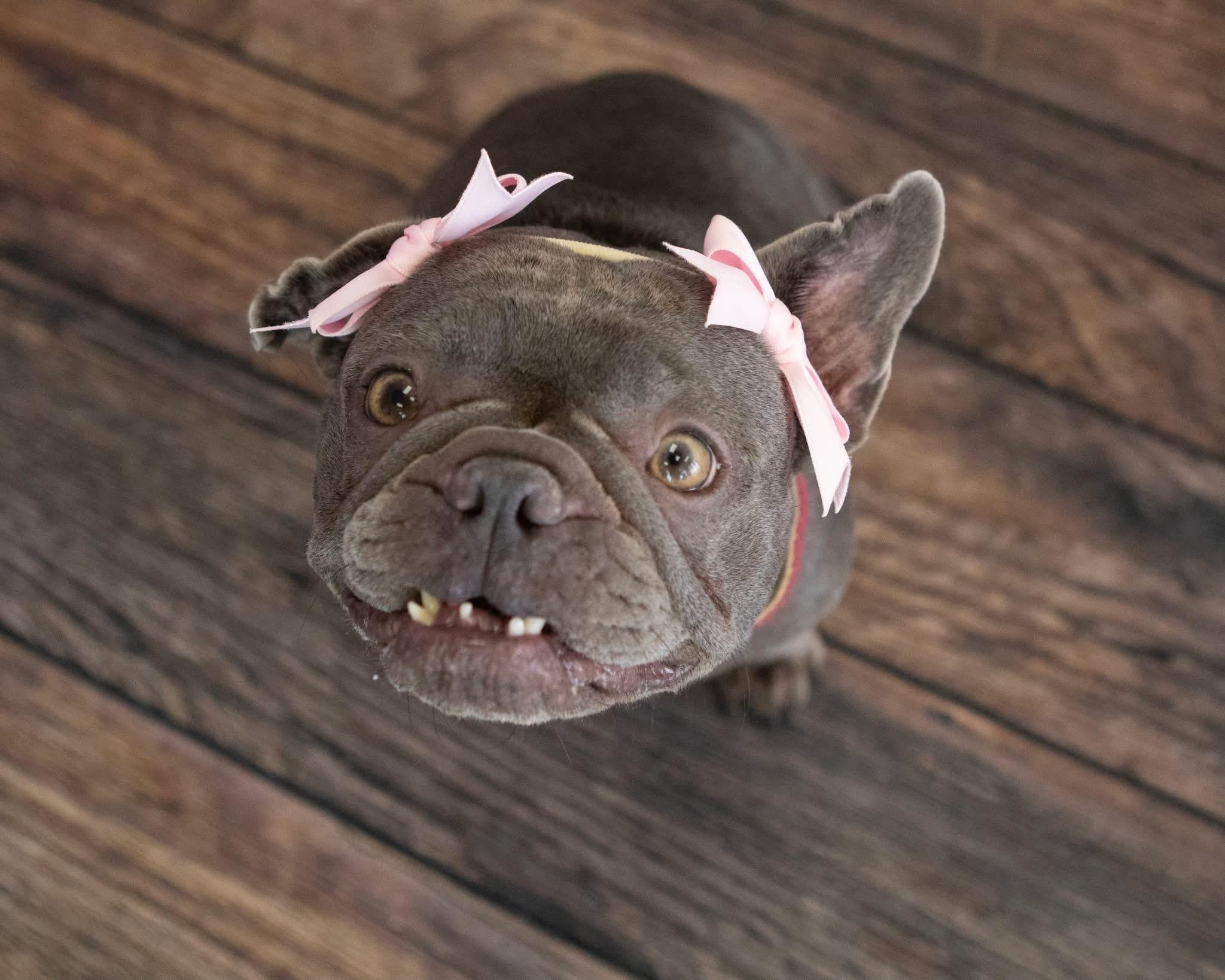 Enlarge Rosie, a Adopted French Bulldog in Mesa, AZ image 5/6