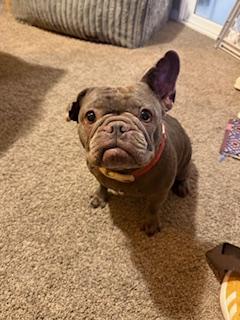 Enlarge Rosie, a Adopted French Bulldog in Mesa, AZ image 6/6