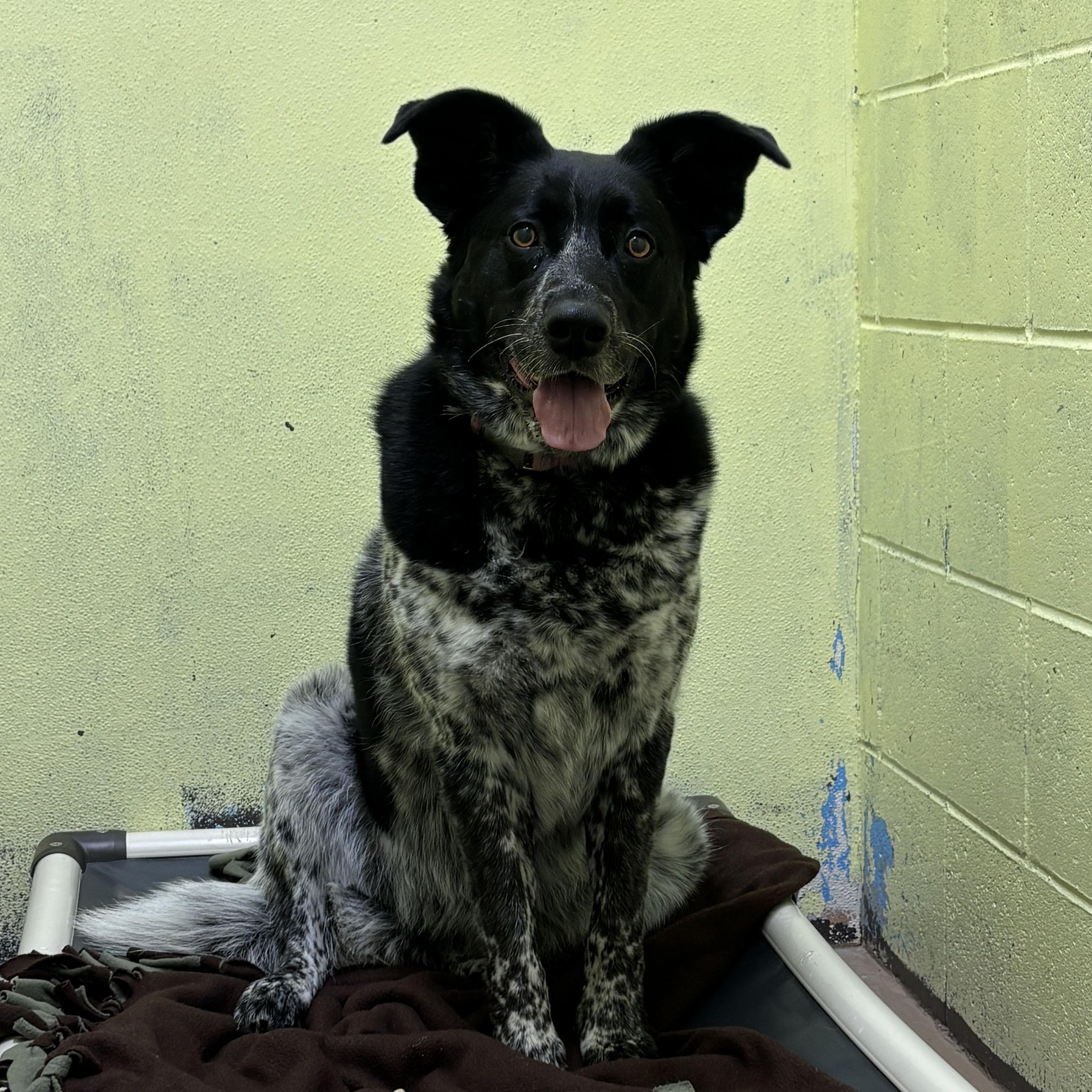 Enlarge Millie, a Adopted mixed breed in Jamestown, ND image 4/4