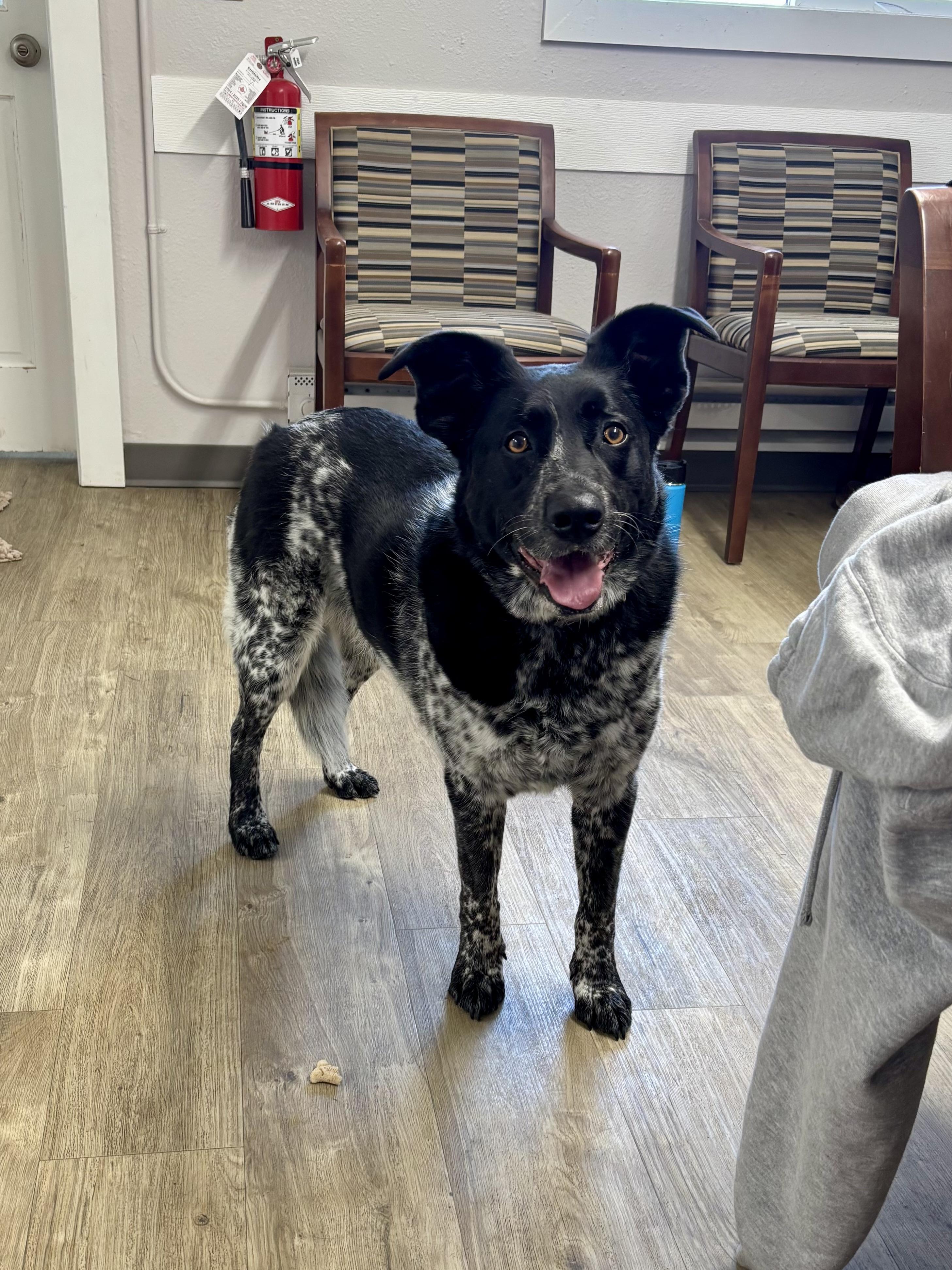 Millie, Adopted, Adult Female Australian Cattle Dog / Blue Heeler & Border Collie.