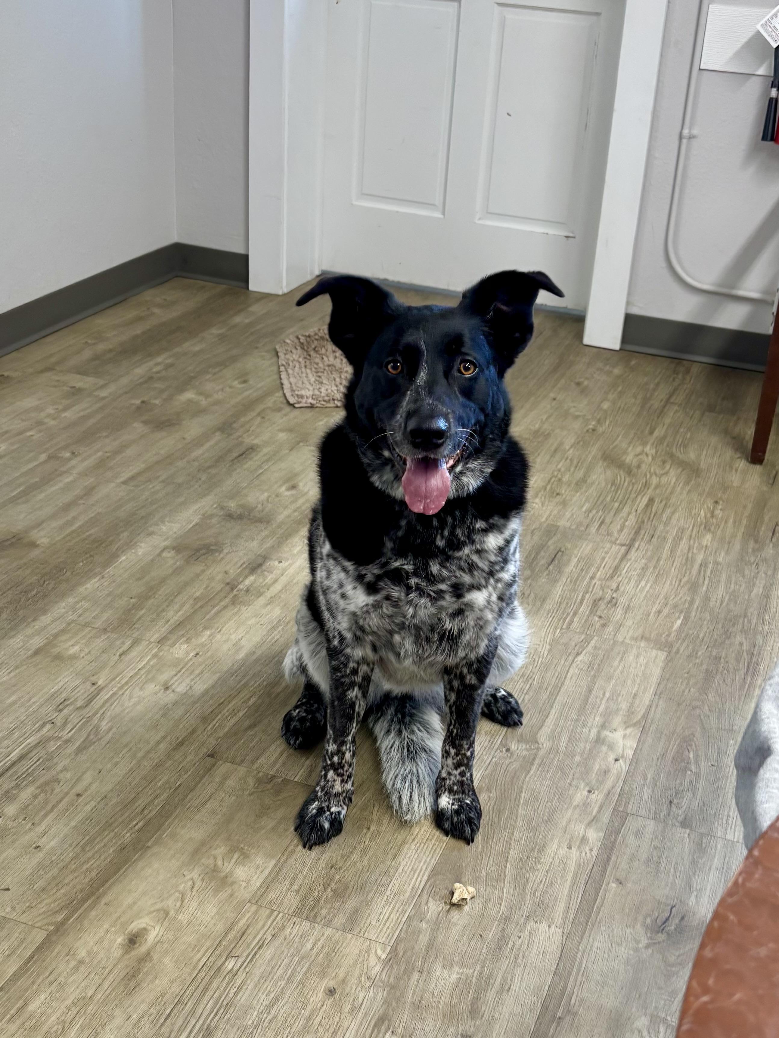 Enlarge Millie, a Adopted mixed breed in Jamestown, ND image 2/4