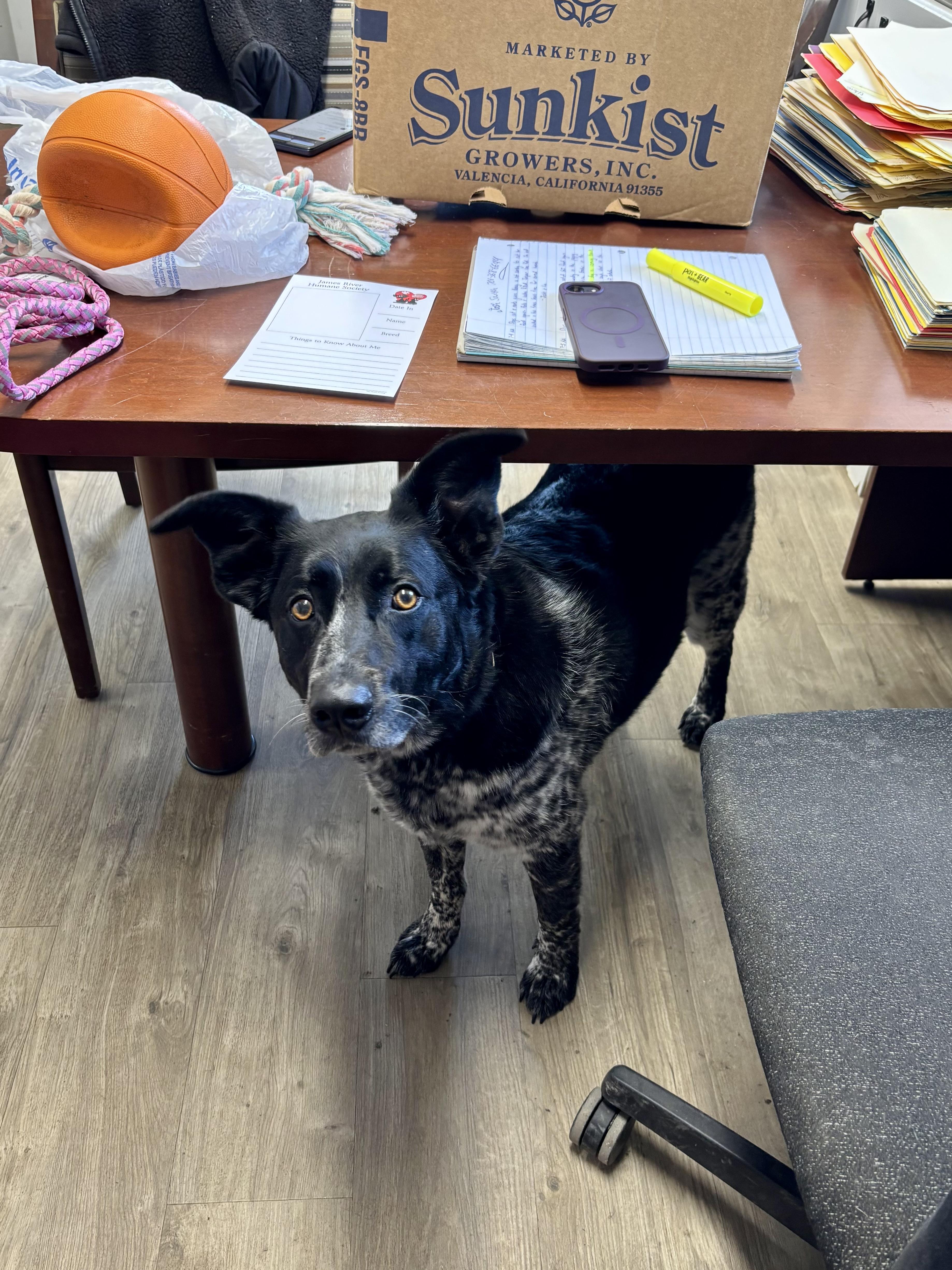 Enlarge Millie, a Adopted mixed breed in Jamestown, ND image 3/4