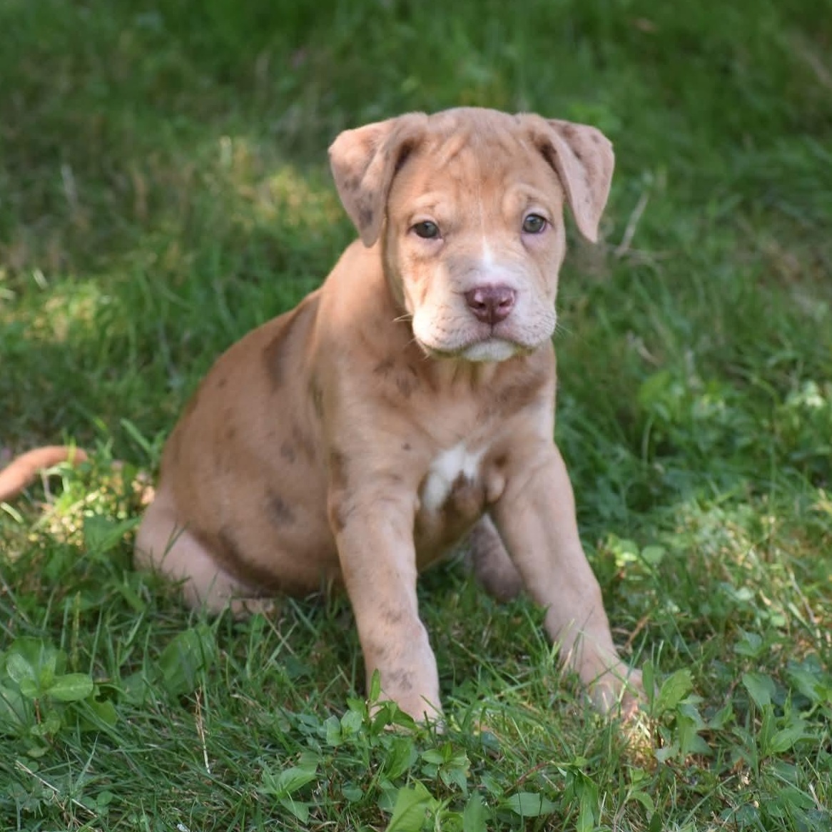 Zoe, Adopted, Puppy Female American Bulldog.