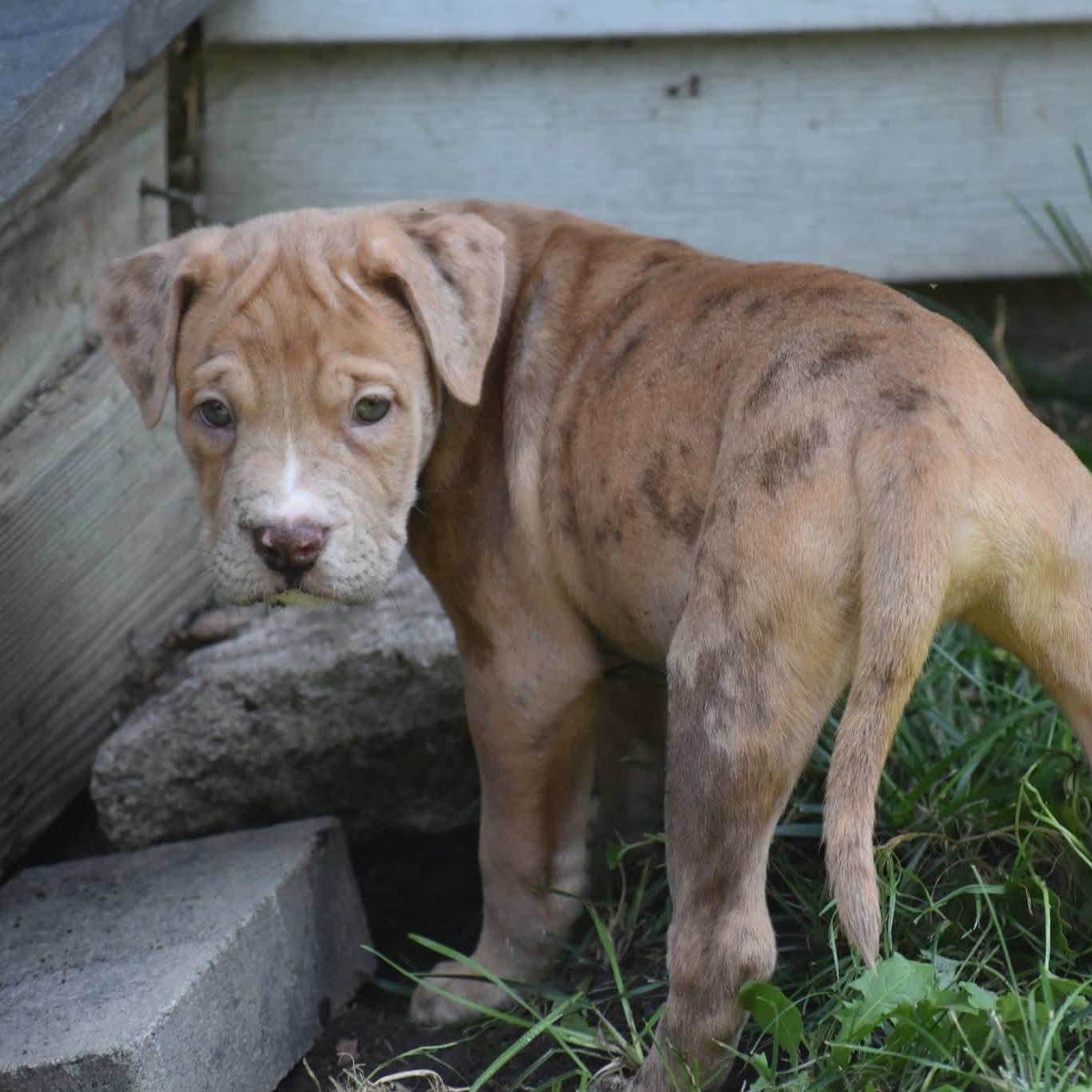 Enlarge Zoe, a Adopted mixed breed in Danbury, CT image 4/4