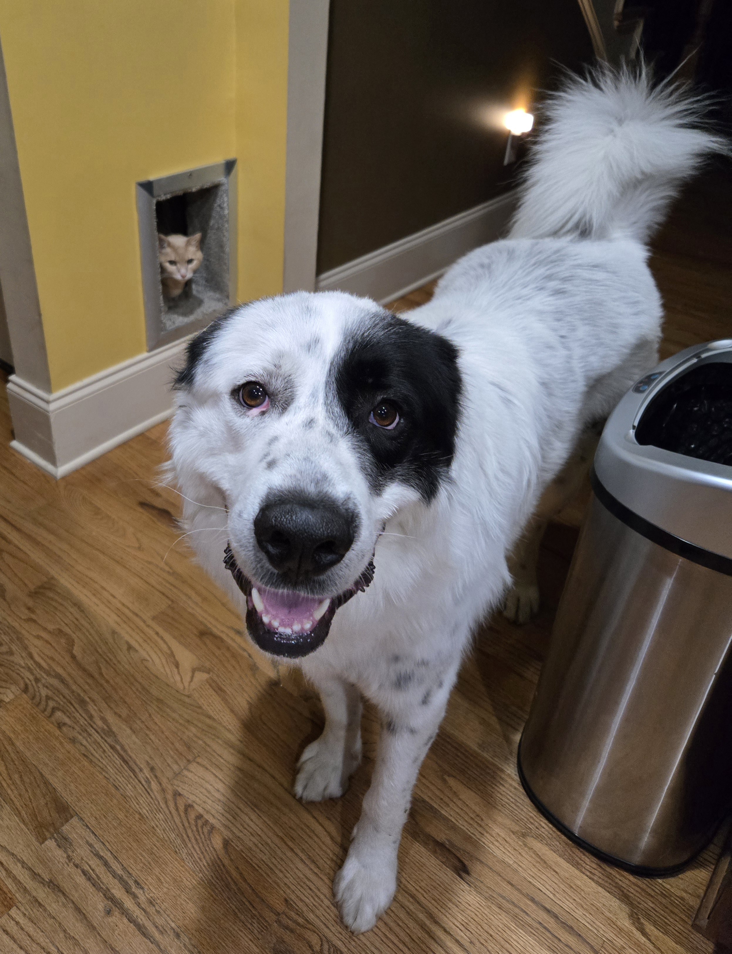 Fred Walker, a Adoptable mixed breed in Atlanta, GA image 4/6