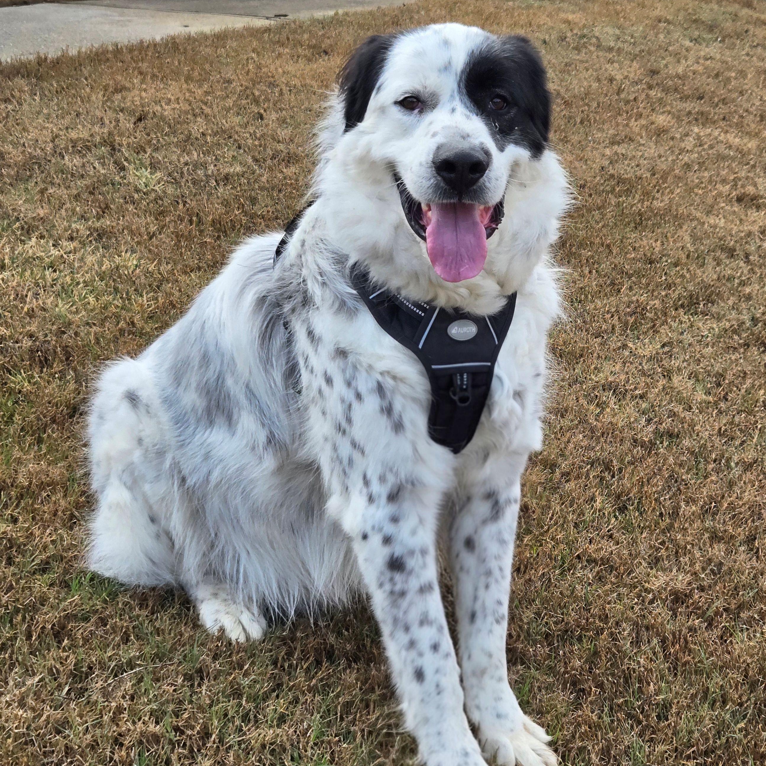 Fred Walker, Adoptable, Adult Male Great Pyrenees & Australian Shepherd.