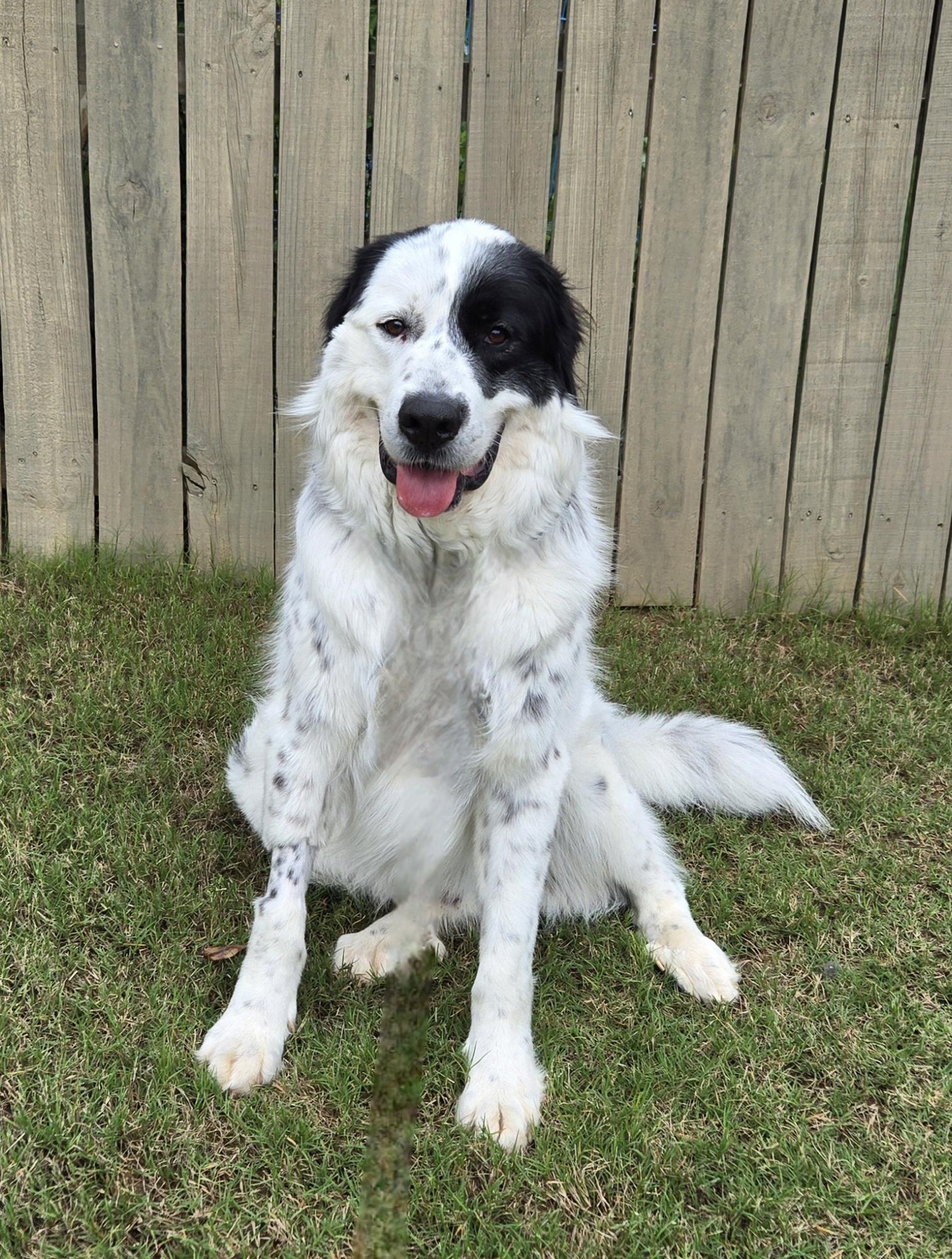 Fred Walker, a Adoptable mixed breed in Atlanta, GA image 6/6