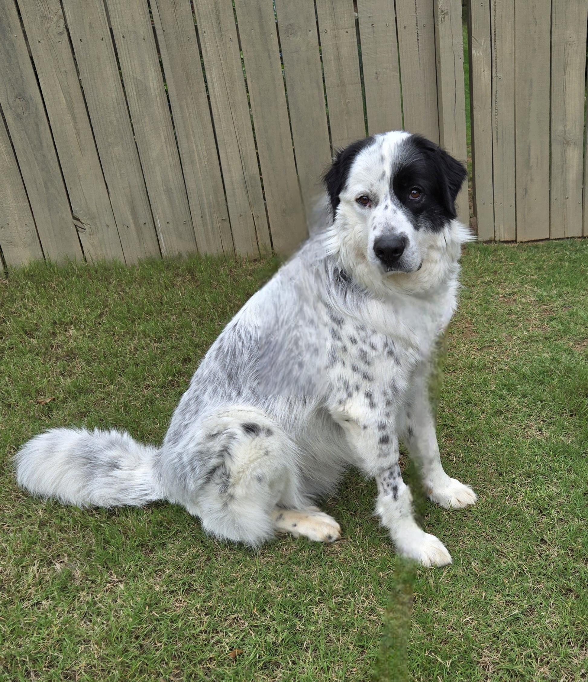 Fred Walker, a Adoptable mixed breed in Atlanta, GA image 3/6