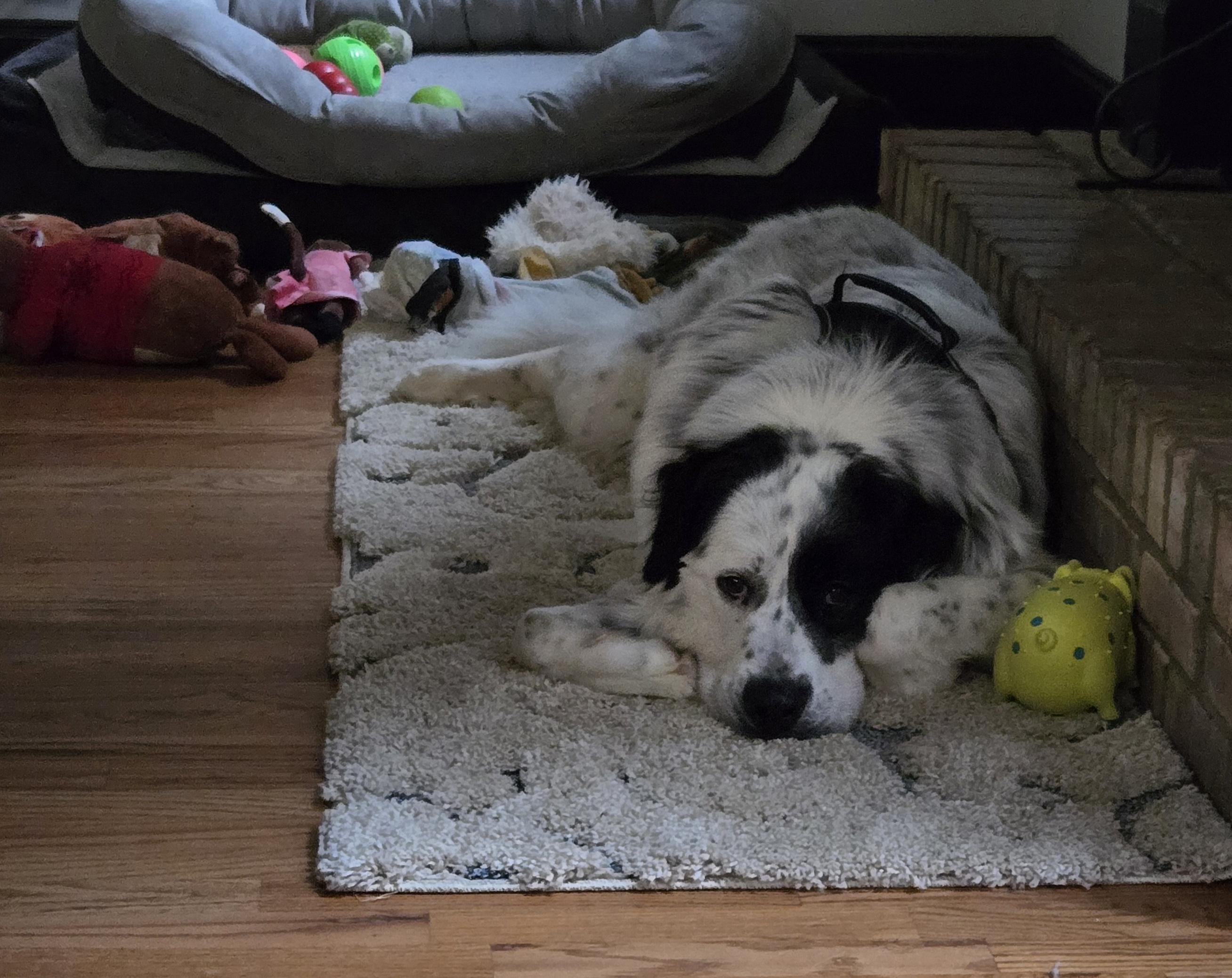 Fred Walker, a Adoptable mixed breed in Atlanta, GA image 5/6