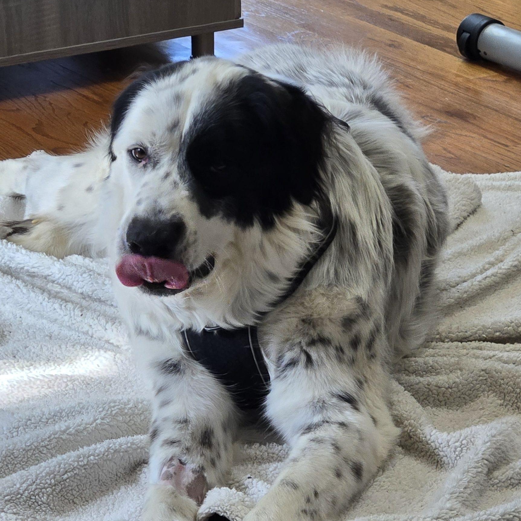 Enlarge Fred Walker, a Adoptable mixed breed in Atlanta, GA image 2/6