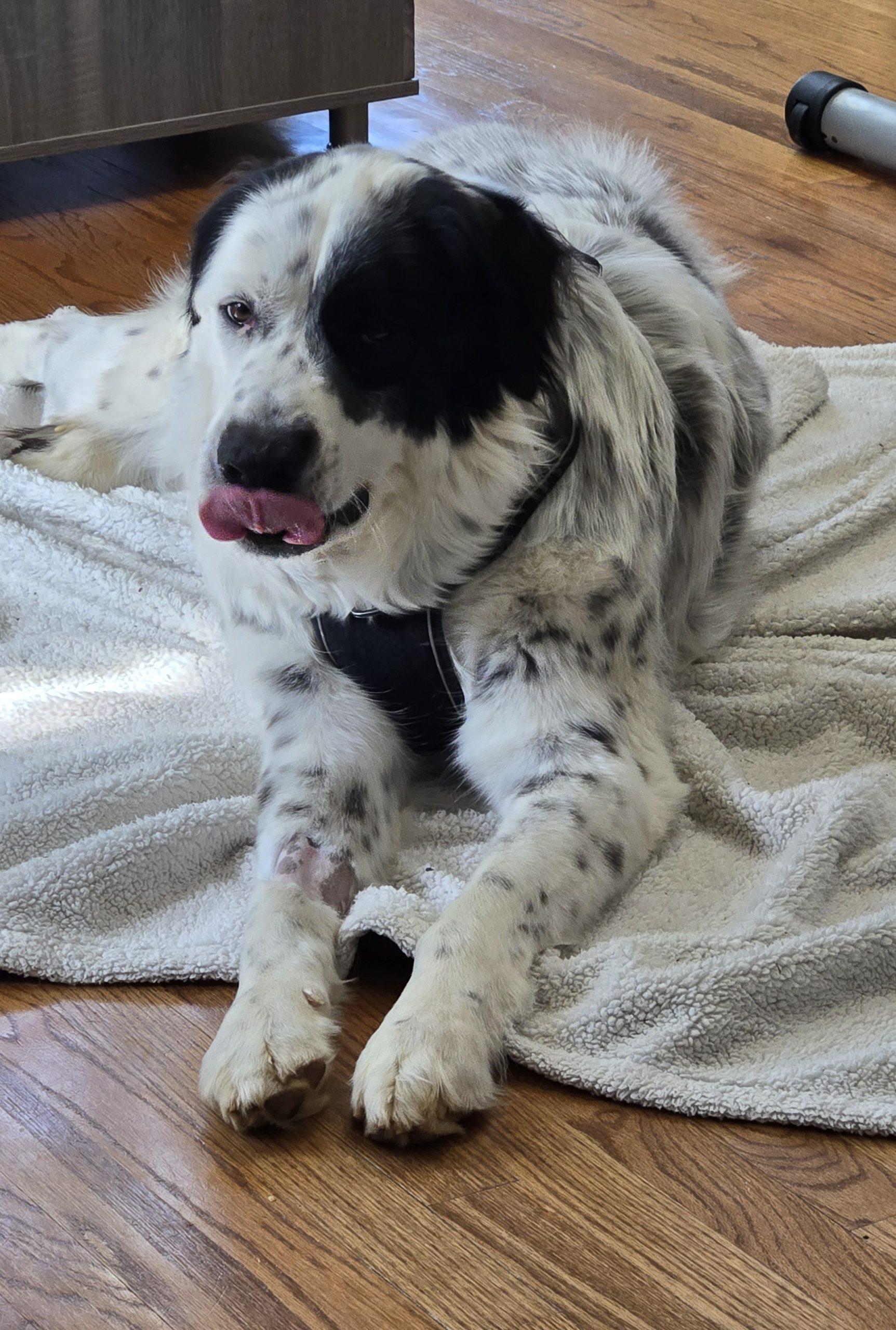 Fred Walker, a Adoptable mixed breed in Atlanta, GA image 2/6